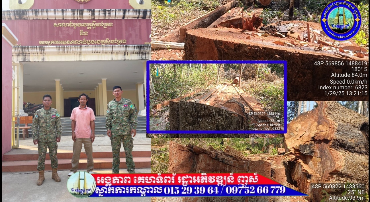 ឃាត់ខ្លួនជនសង្ស័យបានម្នាក់ ករណីកាប់រម្លំដើមឈើទាលធំៗ នៅខេត្ដស្ទឹងត្រែង