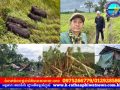 អាជ្ញាធរស្រុកត្បែងមានជ័យ៖ហ្វូងដំរីព្រៃ៦ក្បាលមកចូលក្នុងភូមិបំផ្លាញទ្រព្យសម្បត្តិពលរដ្ឋ
