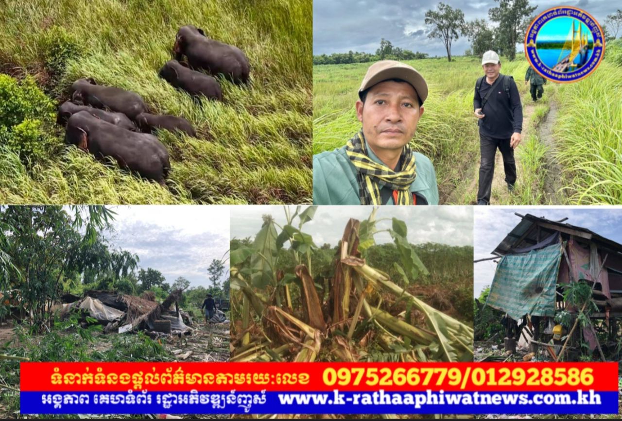 អាជ្ញាធរស្រុកត្បែងមានជ័យ៖ហ្វូងដំរីព្រៃ៦ក្បាលមកចូលក្នុងភូមិបំផ្លាញទ្រព្យសម្បត្តិពលរដ្ឋ