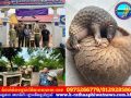 កងរាជអាវុធហត្ថខេត្តសៀមរាប បានជួយសង្គ្រោះសត្វពង្រូលចំនួន ២ក្បាល បញ្ជូនទៅមជ្ឈមណ្ឌលសង្គ្រោះ និងអភិរក្សសត្វព្រៃ ដើម្បីថែរក្សា និងការពារជីវចម្រុះ។