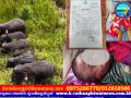 អាណោចអាធ័ម! ហ្វូងដំរីព្រៃប្រហែល ៦ក្បាល ចុះវាយកម្ទេចរោងតង់អ្នកនេសាទ បណ្តាលឱ្យកុមារម្នាក់ស្លាប់ និងម្តាយរងរបួសធ្ងន់ នៅខេត្តព្រះវិហារ