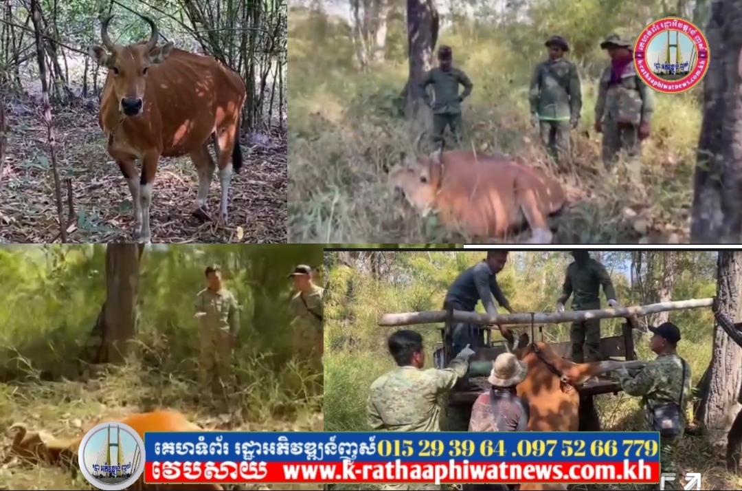 គួរអោយអាណិតអាសូណាស់ សត្វទន្សោងមួយក្បាល ដែលជាប់អន្ទាក់របស់ព្រានព្រៃ បានបាត់បង់ជីវិតនៅក្នុងព្រៃ នៃដែនជម្រកសត្វព្រៃស្រែពក ខេត្តមណ្ឌលគិរី…